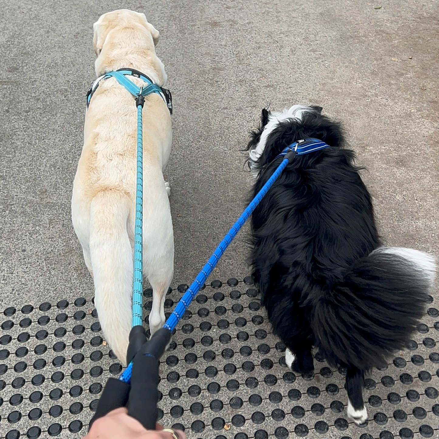 Wag Adventure Bundle