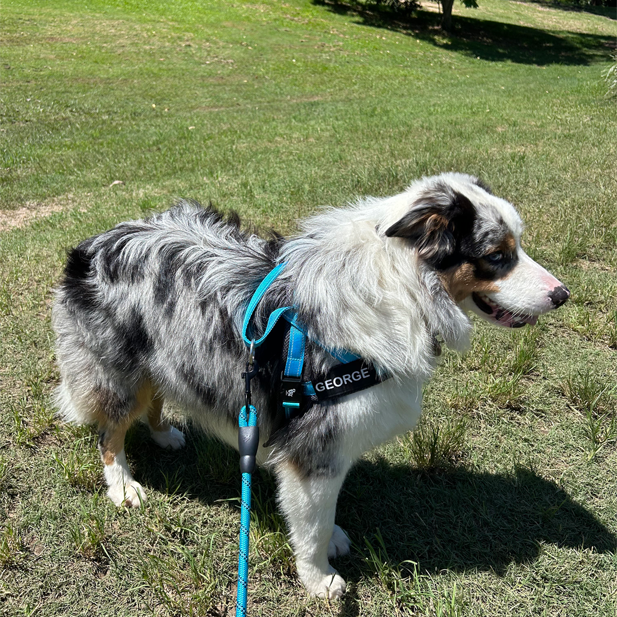 Wag Adventure Bundle