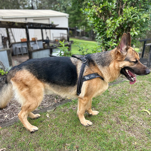 Wag Along Comfort Harness